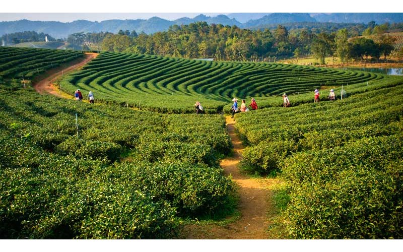 4 Nights 5 Days Assam Tour From Shillong