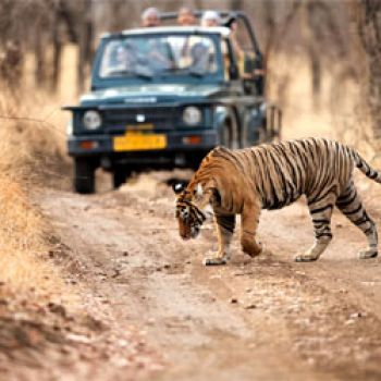 Ranthambore Tour Packages