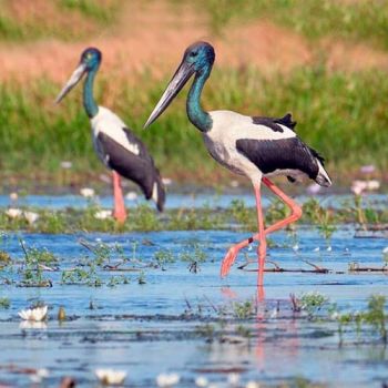 Bharatpur Tour Packages