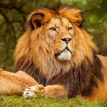 Wildlife Tour Packages